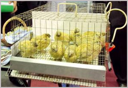 Агропромышленный комплекс