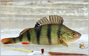 Рыболовные туры